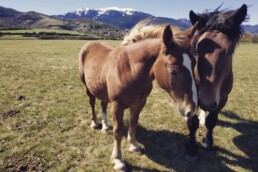 vincle-cerdanya-caballos-feria-puigcerda